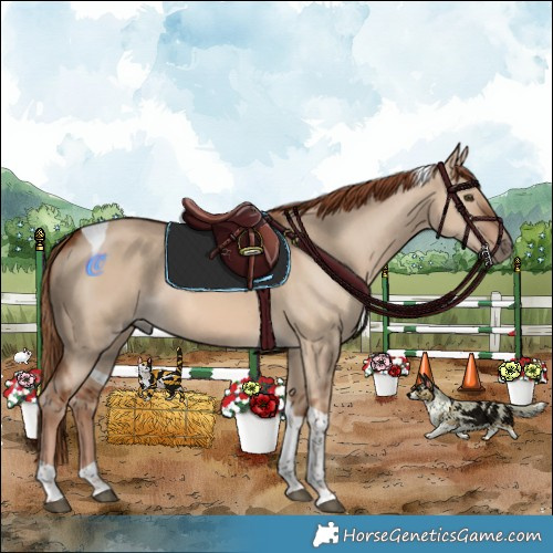 Horse Color:Red Dun Tobiano