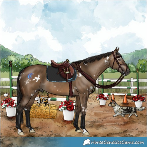 Horse Color:Gray White Spotted Bay Dun 