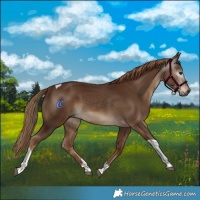 Horse Color:Gray Chestnut Tobiano 