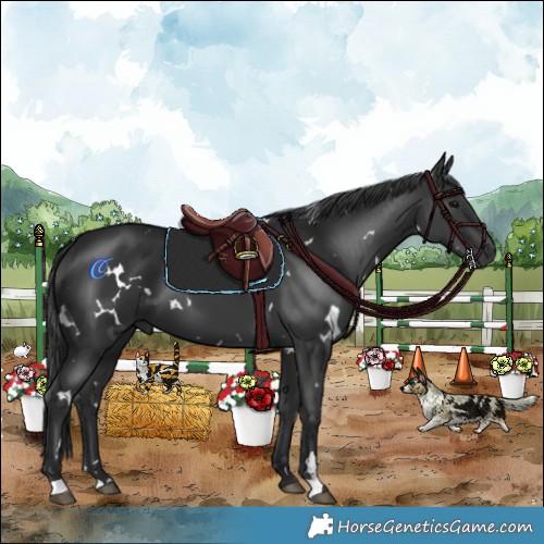 Horse Color:White Spotted Black 