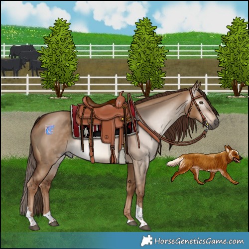Horse Color:Gray Red Dun Tobiano