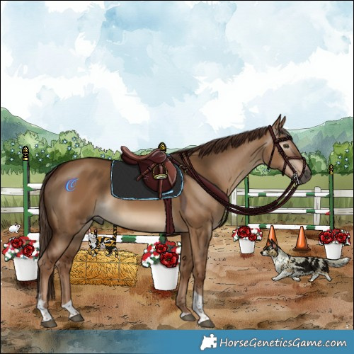Horse Color:Gray Red Dun Tobiano 