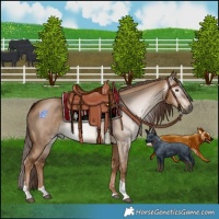Horse Color:Gray Red Dun Tobiano 
