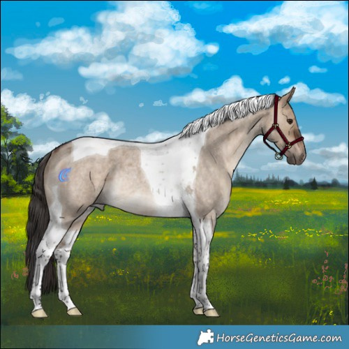Horse Color:Bay Roan Dun Tobiano Rabicano 
