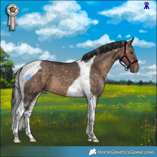 Horse Color:Bay Dun Tobiano Appaloosa