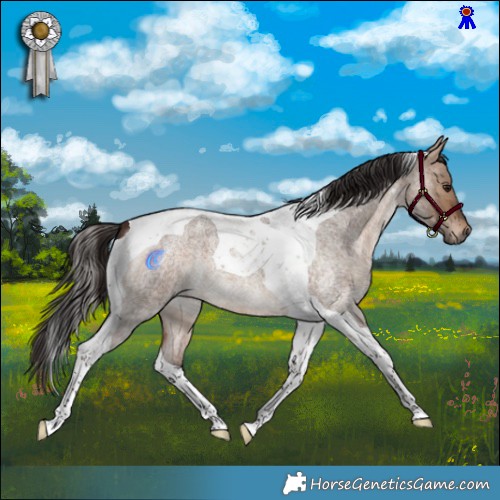 Horse Color:Bay Roan Dun Tobiano 