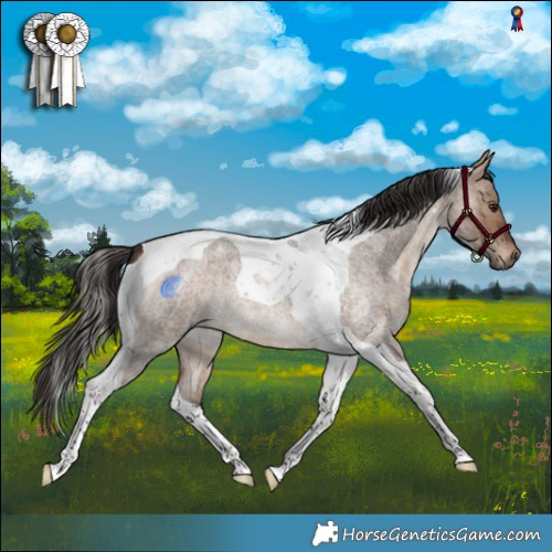 Horse Color:Bay Roan Dun Tobiano