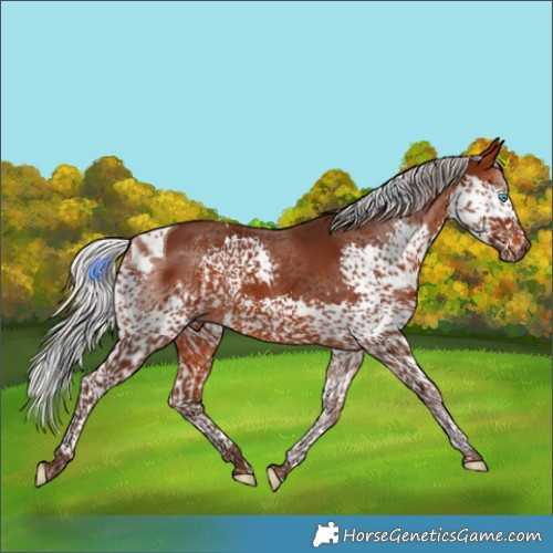 Horse Color:Silver Brown Splash Tobiano Rabicano 
