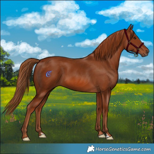 Horse Color:Chestnut 