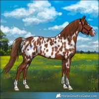 Horse Color:Chestnut Skewed Appaloosa 