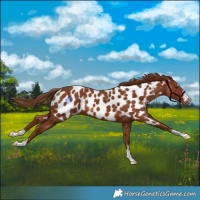 Horse Color:Chestnut Skewed LP Spotted 