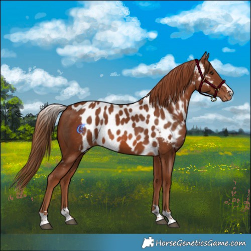 Horse Color:Chestnut Skewed Appaloosa 