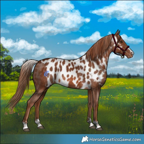 Horse Color:Chestnut Skewed LP Spotted