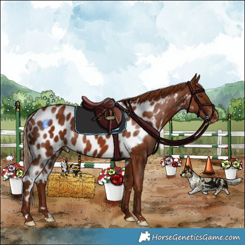 Horse Color:Chestnut Skewed LP Spotted 