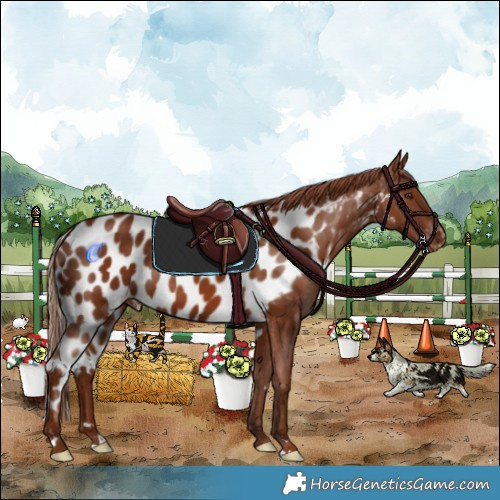 Horse Color:Chestnut Skewed Appaloosa