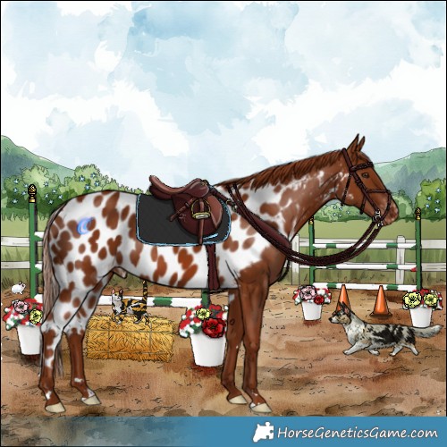 Horse Color:Chestnut Skewed Appaloosa 