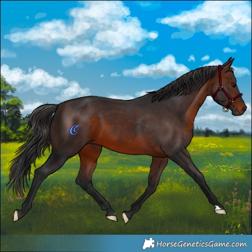 Horse Color:Brown 