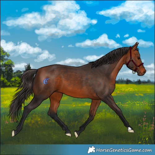 Horse Color:Bay 