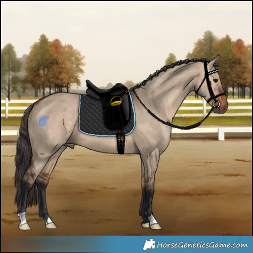 Horse Color:Bay Dun 