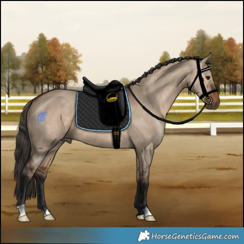 Horse Color:Bay Dun 