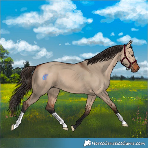 Horse Color:Bay Dun 
