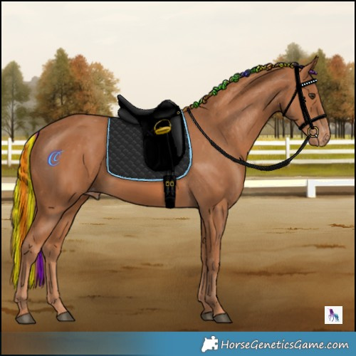 Horse Color:Painted Chestnut Skewed Appaloosa 