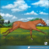 Horse Color:Painted Silver Bay 