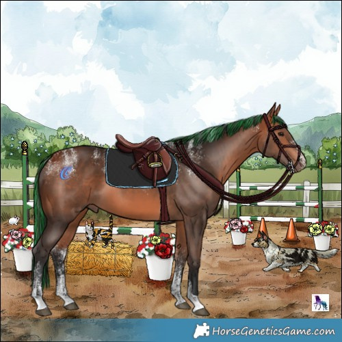 Horse Color:Powder White Painted Bay 