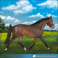 Horse Color:Bay 
