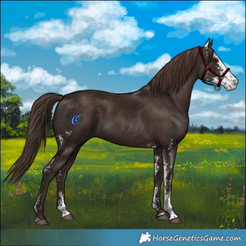 Horse Color:Liver Chestnut Sabino 