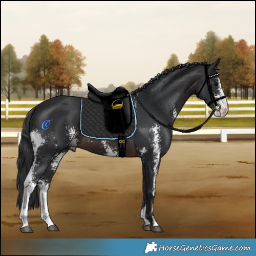 Horse Color:Brown Sabino 