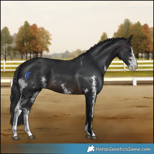 Horse Color:Brown Sabino 