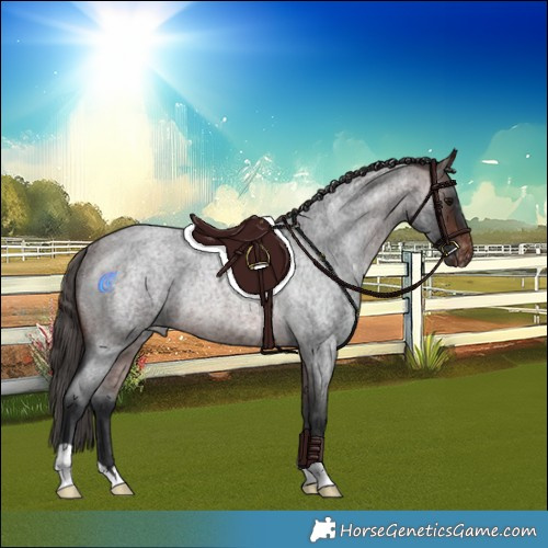 Horse Color:Brown Roan Skewed Appaloosa Rabicano