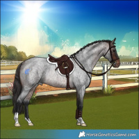 Horse Color:Brown Roan Skewed Appaloosa Rabicano 