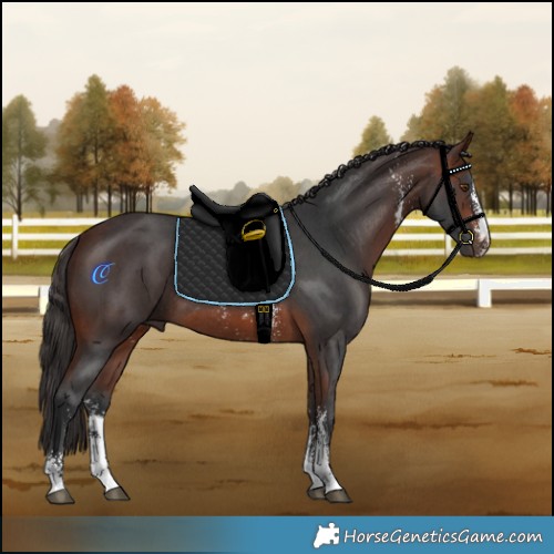 Horse Color:Brown Sabino Rabicano 