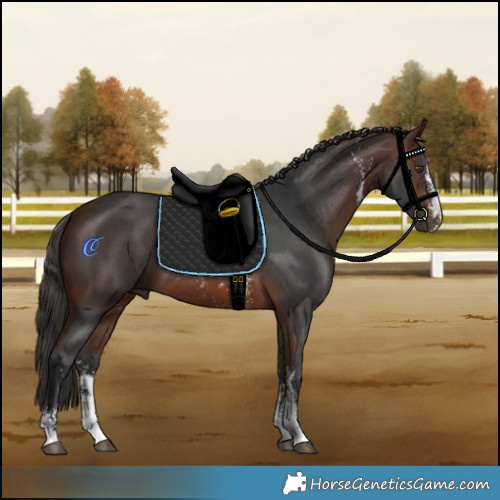 Horse Color:Brown Sabino Rabicano 