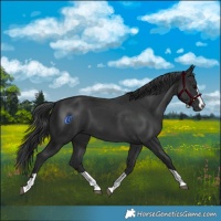 Horse Color:Black 
