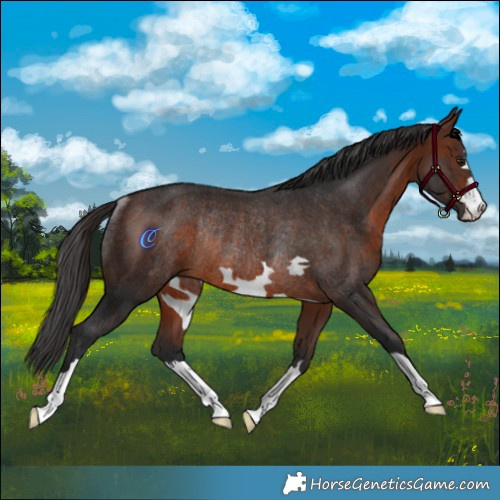 Horse Color:Brown Rabicano