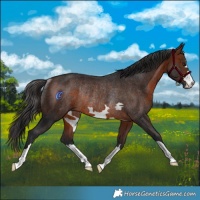 Horse Color:Brown Rabicano 