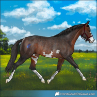 Horse Color:Brown Rabicano 