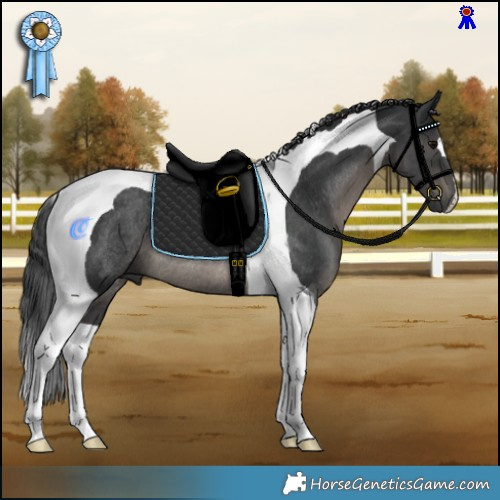 Horse Color:Black Tobiano Rabicano 