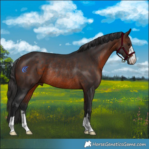 Horse Color:Brown Rabicano 