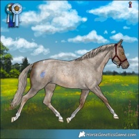 Horse Color:Chocolate Palomino Roan Tobiano