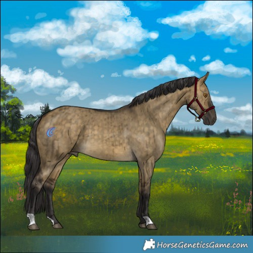 Horse Color:Buckskin Dun Brindle
