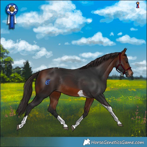 Horse Color:Bay Tobiano Rabicano 