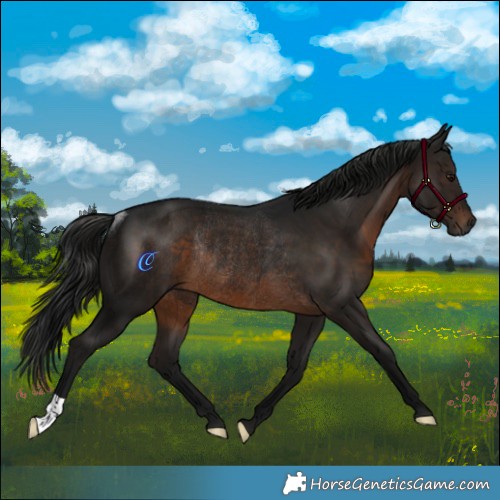 Horse Color:Gray Brown Rabicano 