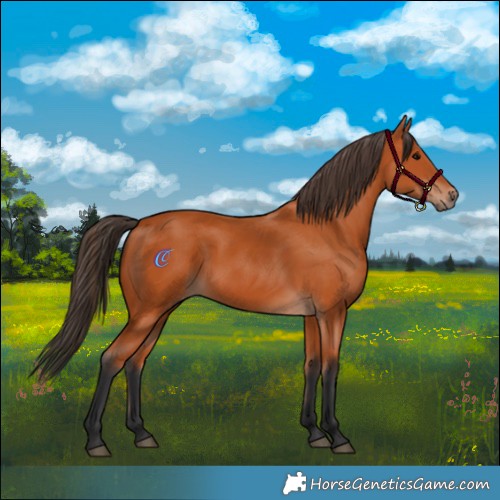 Horse Color:Bay 