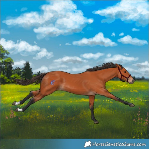 Horse Color:Bay 
