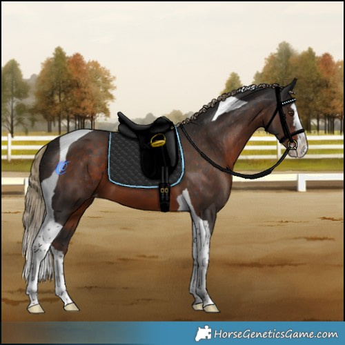 Horse Color:Liver Chestnut Splash Tobiano Varnish