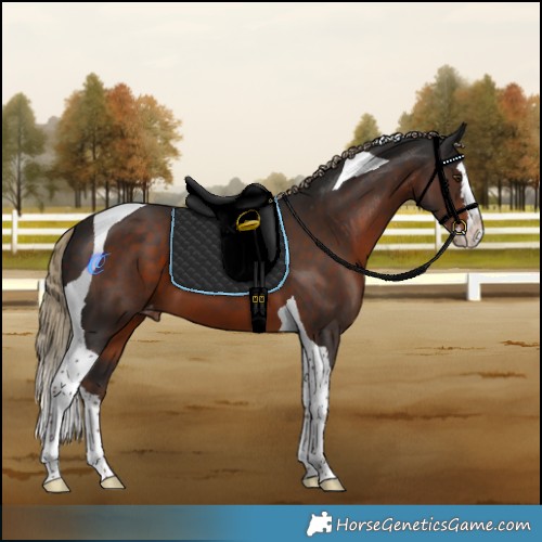 Horse Color:Liver Chestnut Splash Tobiano Appaloosa 
